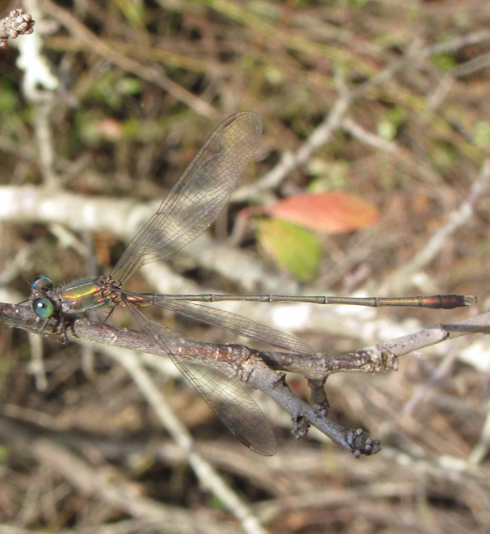 libellula a ostia - Chalcolestes cf. parvidens (maschio)